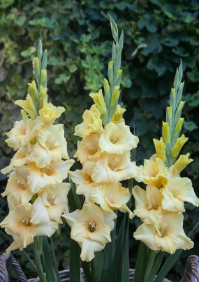 Gladiolus 'Sun'